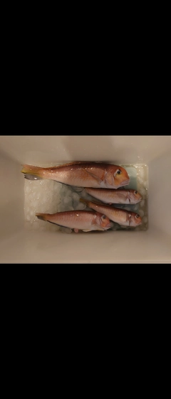 アマダイの釣果