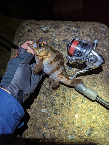 メバルの釣果