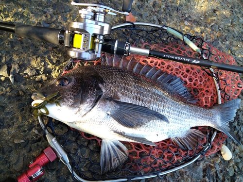 クロダイの釣果