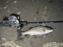 セイゴ（マルスズキ）の釣果