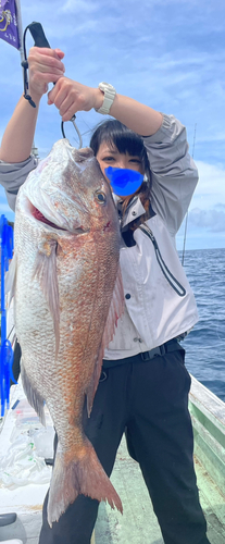 マダイの釣果