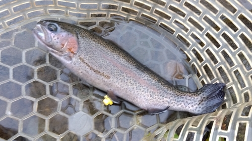 ニジマスの釣果