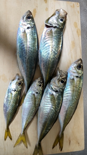 アジの釣果