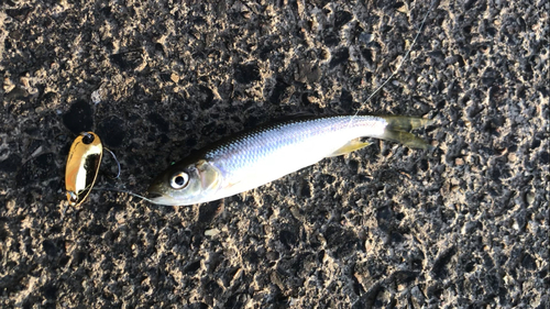 カワムツの釣果