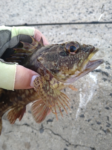 カサゴの釣果