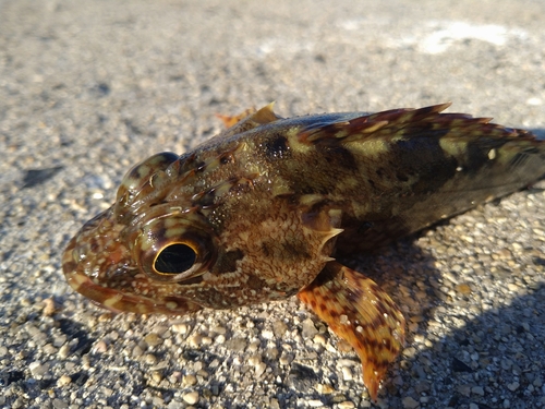 カサゴの釣果