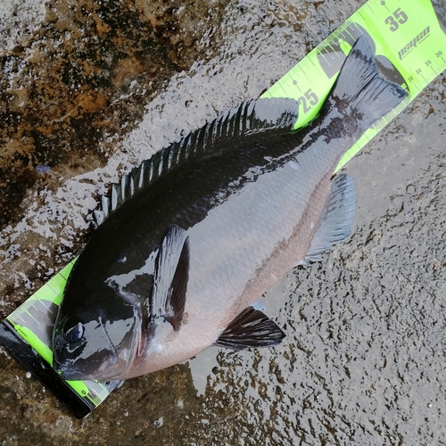 メジナの釣果