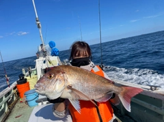 マダイの釣果