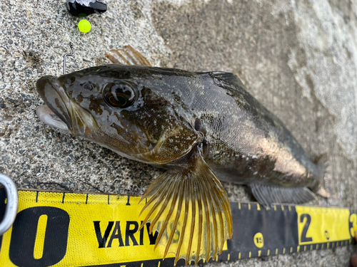 アイナメの釣果