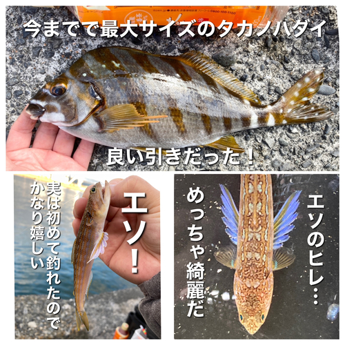 タカノハダイの釣果