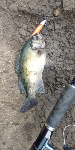 クロメバルの釣果