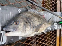 クロダイの釣果