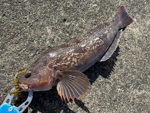 アイナメの釣果