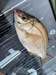 ウミタナゴの釣果