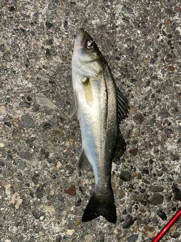 セイゴ（ヒラスズキ）の釣果