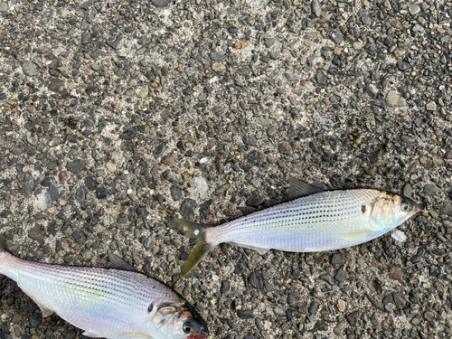 コノシロの釣果