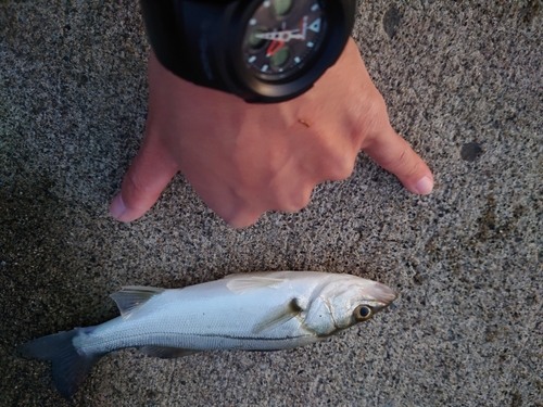 フッコ（タイリクスズキ）の釣果