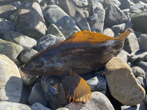 アイナメの釣果