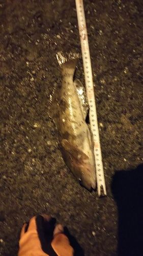 アイナメの釣果