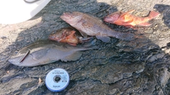 クチブトグレの釣果