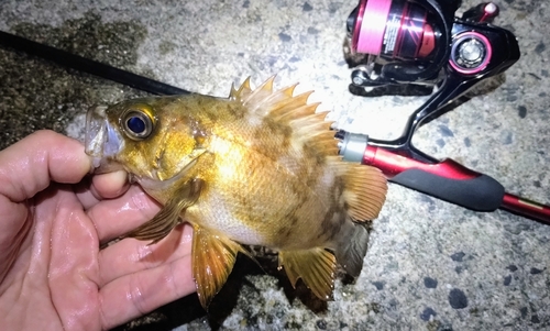 メバルの釣果