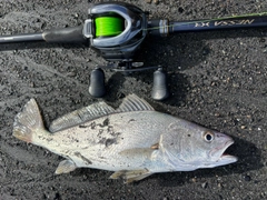 オオニベの釣果