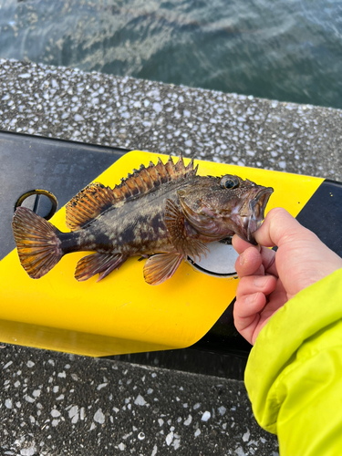 カサゴの釣果