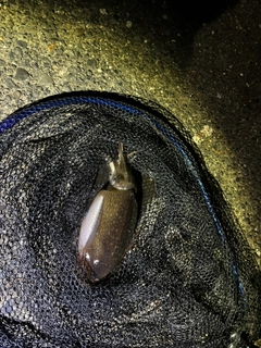 コウイカの釣果