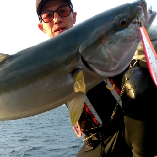 メジロの釣果