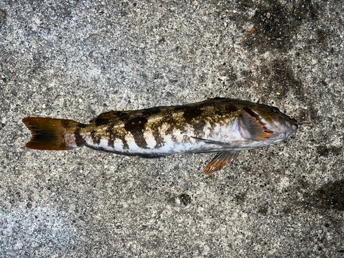 アイナメの釣果