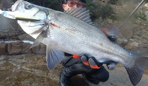 ヒラスズキの釣果