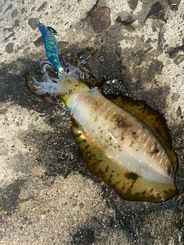 アオリイカの釣果