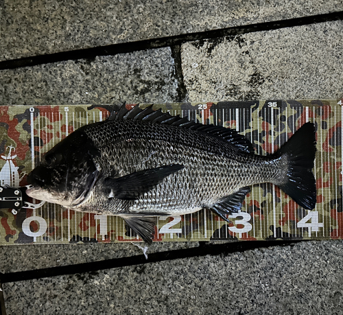 クロダイの釣果