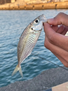 マアジの釣果