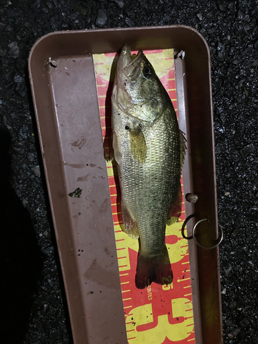 ブラックバスの釣果