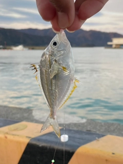 ヒイラギの釣果