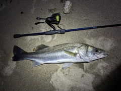 スズキの釣果