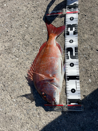 マダイの釣果