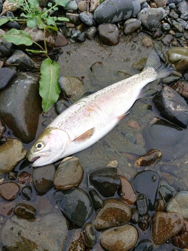 ニジマスの釣果