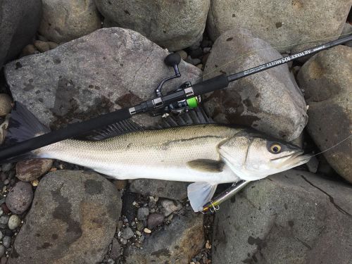 スズキの釣果