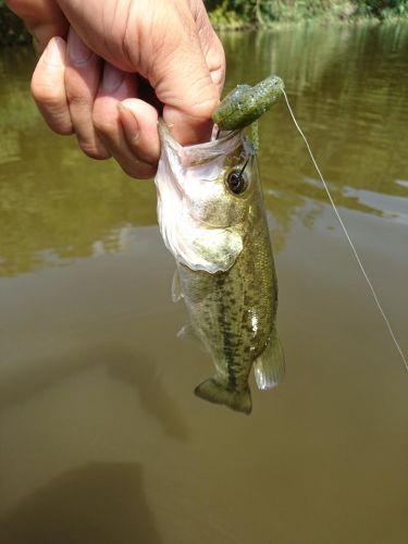 ブラックバスの釣果