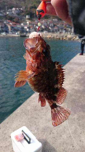 カサゴの釣果