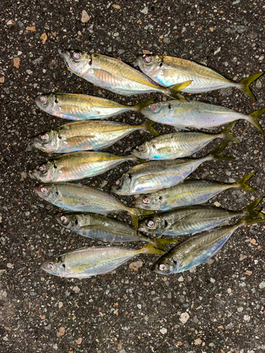 アジの釣果