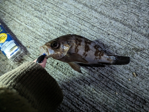 メバルの釣果