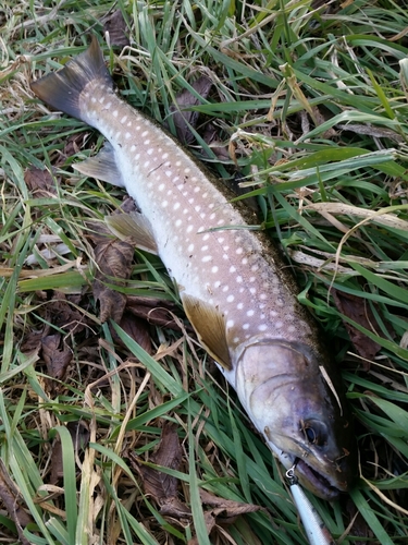 アメマスの釣果