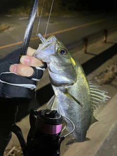 セイゴ（マルスズキ）の釣果