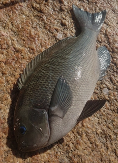 グレの釣果