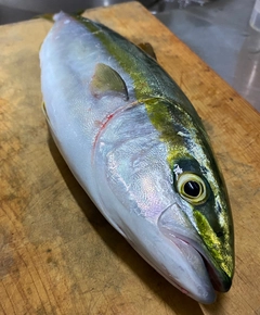 ハマチの釣果