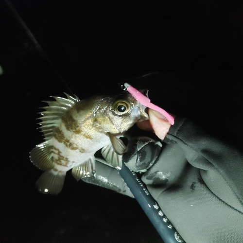 シロメバルの釣果