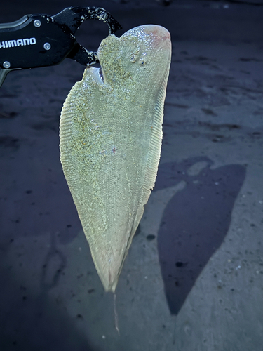 シタビラメの釣果